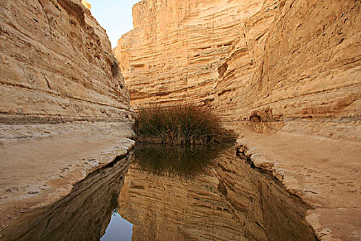 反射,石头,水上,国家公园,旱谷,以色列