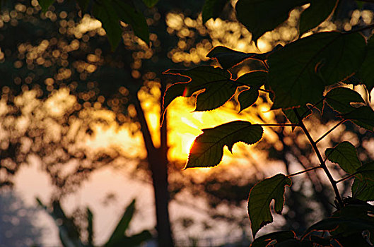 晨光树叶剪影
