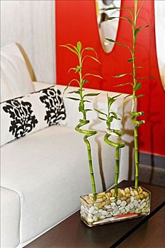 竹子,茎,桌子