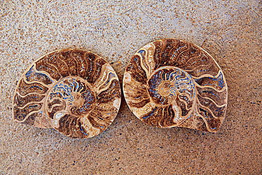 菊石,化石,蜗牛,切削,特鲁埃尔,阿巴拉钦酒店,西班牙