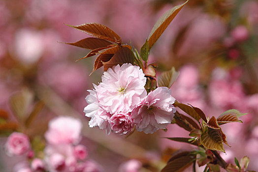 日本,樱桃,樱花,粉色,花,枝条,北莱茵威斯特伐利亚,德国,欧洲