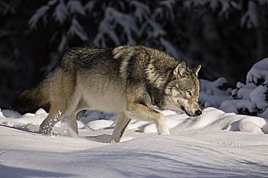 大灰狼,狼,雪中,西部,艾伯塔省,加拿大