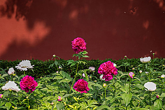 美丽芍药,芍药花