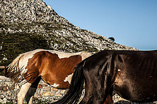 后视图,两个,马,山景,阿斯图里亚斯,西班牙