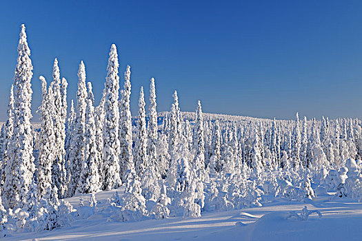 积雪,树林,北方,芬兰