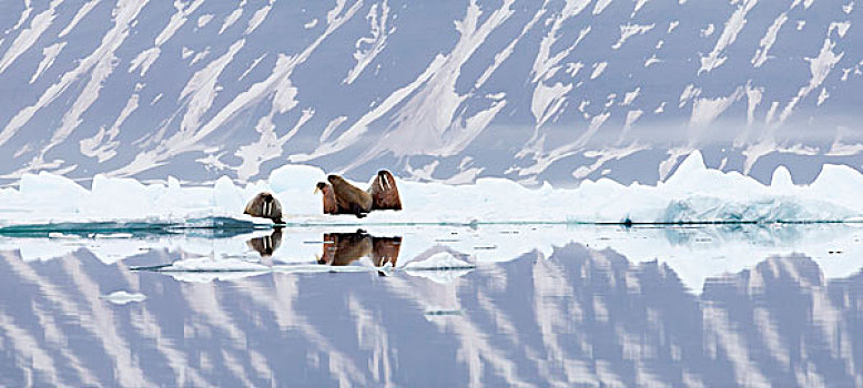 挪威,斯瓦尔巴特群岛,浮冰,海象,冰
