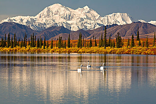 景色,山,麦金利山,野天鹅,天鹅,靠近,室内,阿拉斯加,秋天