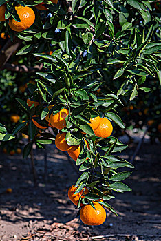 成熟的橘子