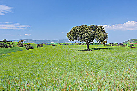 圣栎,树,土地,安达卢西亚,西班牙