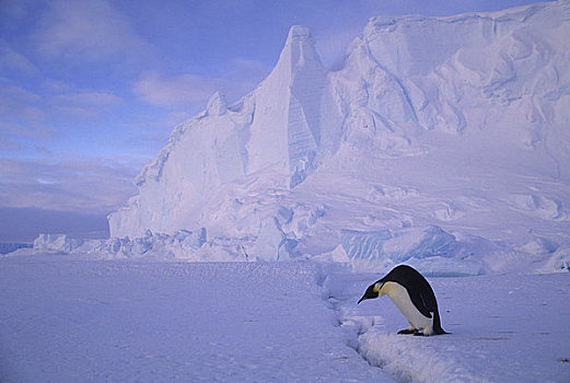 南极,帝企鹅,穿过,裂缝,冰
