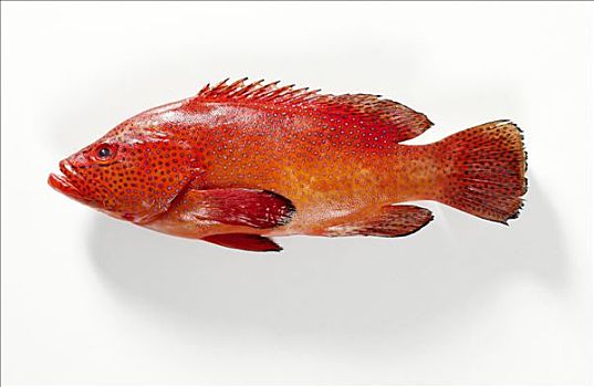 红色,石斑鱼