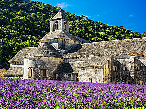 法国,普罗旺斯,教堂,薰衣草,盛开