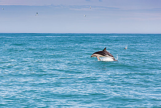 海豚,跳跃,室外,水,坎特伯雷地区,新西兰,大洋洲