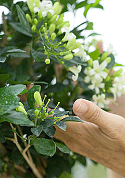 手,接触,茉莉,植物