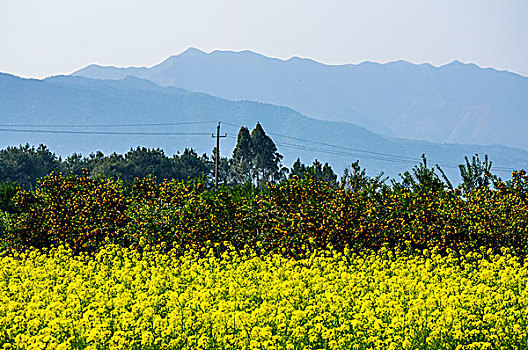 田园春色