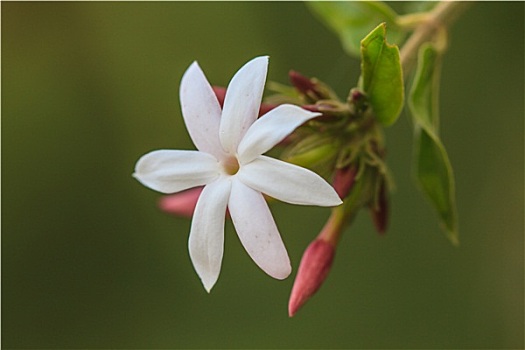 白色,茉莉,花,花园