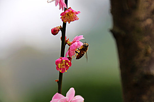 四月花开