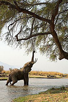 幼小,非洲,大象,向上,树,同时,赞比西河,河,津巴布韦