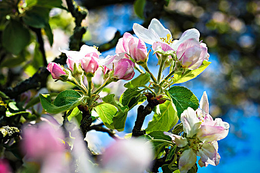 苹果花,苹果树,花