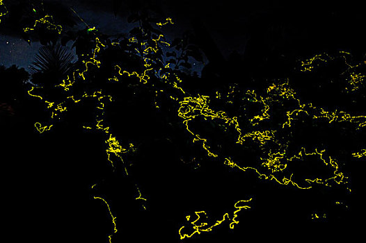 萤火虫,群,光亮,夜晚,岛屿,北方,印度尼西亚
