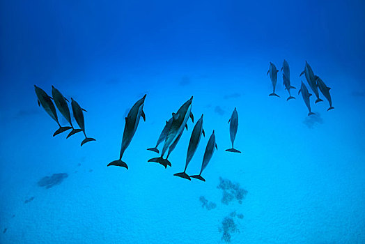 三个,群,海豚,长吻原海豚,上方,沙,仰视,红海,礁石,埃及,非洲