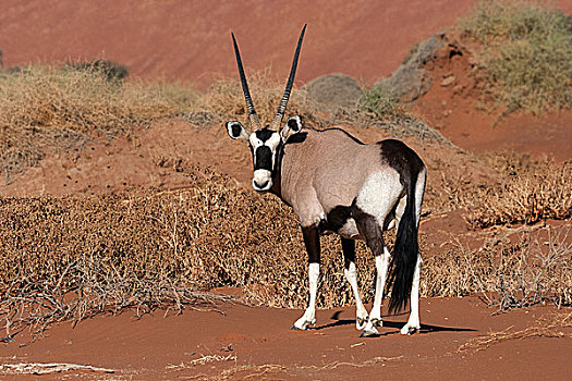 南非大羚羊,羚羊,索苏维来地区,纳米布沙漠,纳米比诺克陆夫国家公园,纳米比亚,非洲