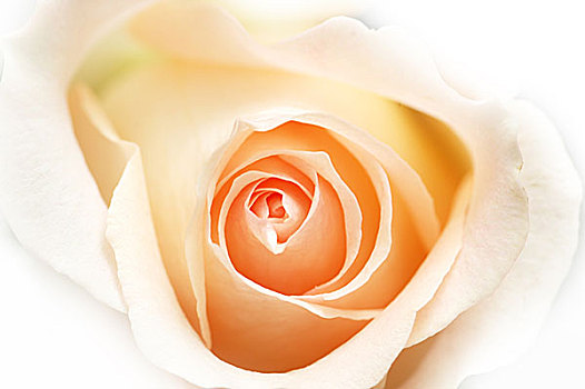 粉红玫瑰,隔绝,白色背景