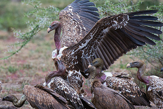 白背兀鹫,白背秃鹫,畜体,恩戈罗恩戈罗,保护区,塞伦盖蒂,坦桑尼亚