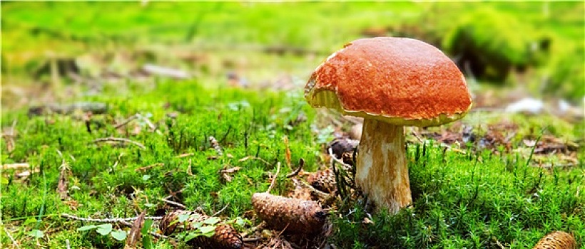 蘑菇,绿色,苔藓