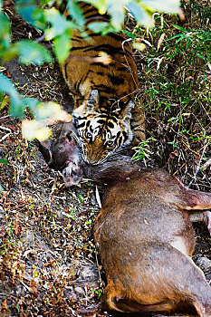 虎,鹿,杀,班德哈维夫国家公园,中央邦,印度