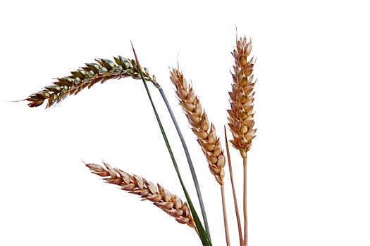 成熟,穗,小麦,白色背景