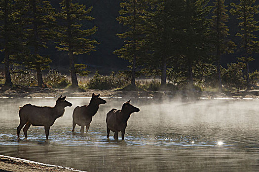 落基山,母牛,麋鹿,雾状,早晨,水塘