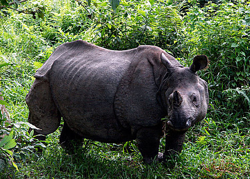 尼泊尔国家公园内的动物