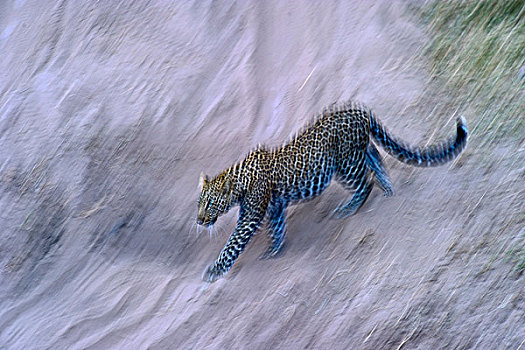 豹,马赛马拉,肯尼亚,非洲