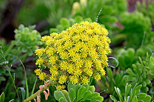 莲花掌属植物,黄花,加利福尼亚,美国,北美