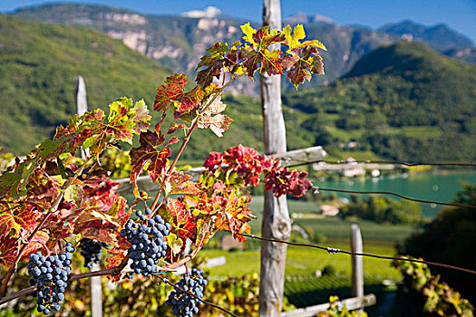 酿红酒用葡萄,湖,看,南蒂罗尔,意大利,欧洲