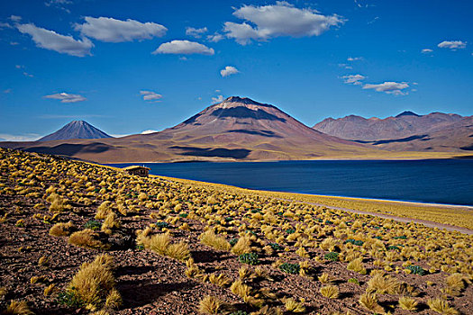泻湖,背景,山,黄色,灌木,高原,智利