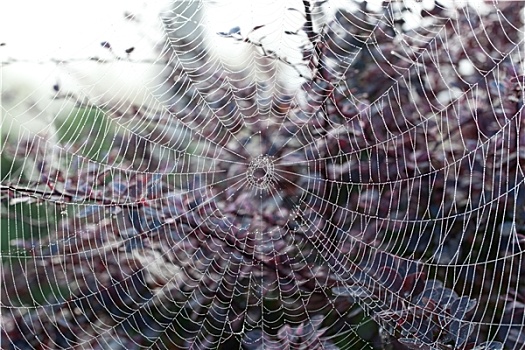蜘蛛网,模糊,早晨
