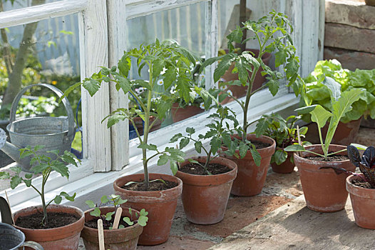 播种,西红柿,番茄,撇蓝,芸苔,窗口