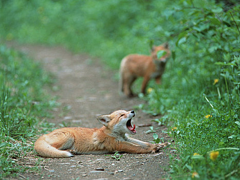 小,红狐