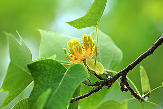 马褂树花,马褂树