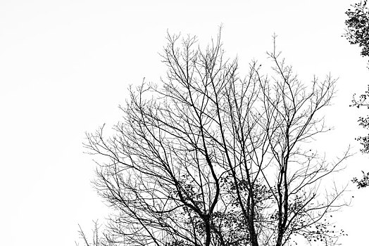 冬日光秃秃的树枝