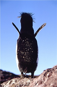 跳岩企鹅