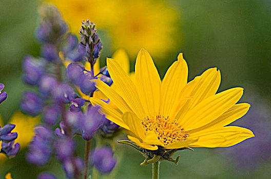 黄色,根,花,紫色,羽扇豆属植物,靠近,区域,不列颠哥伦比亚省,加拿大
