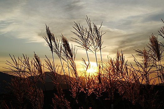潘帕斯草原,发光,日落