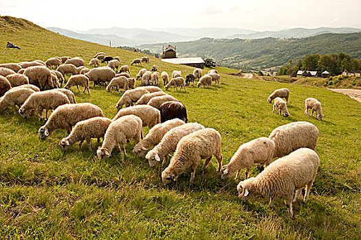 罗马尼亚,特兰西瓦尼亚,山,绵羊,牧群,吃
