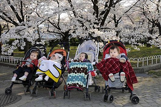 日本人,婴儿,坐,婴儿车,正面,樱花,植物园,京都,日本,亚洲