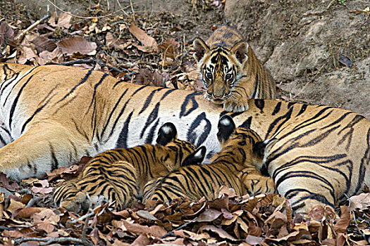 孟加拉虎,虎,星期,老,幼兽,吸吮,班德哈维夫国家公园,印度