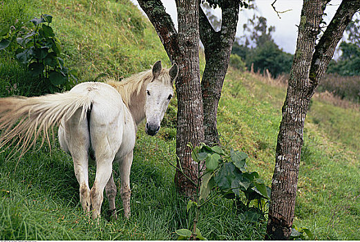 马,山坡,厄瓜多尔