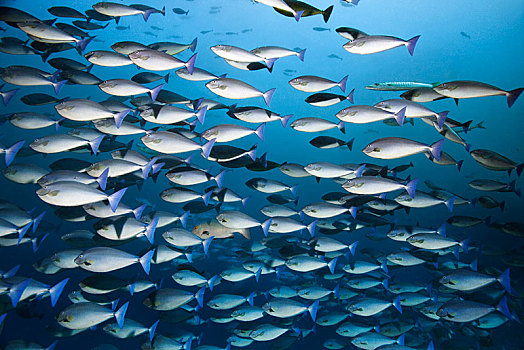 海岸成群,黑白,鲷鱼,尼日尔,游动,公海,大堡礁,太平洋,澳大利亚,大洋